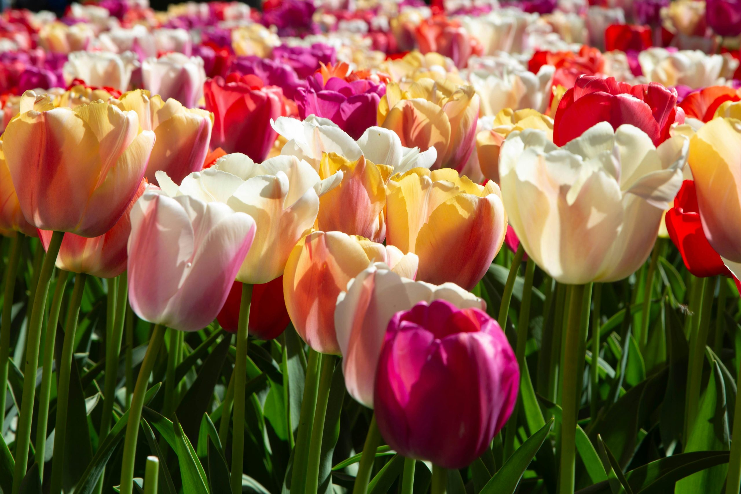 May 2025 Newsletter